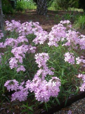 Downy Phlox